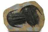 Pair of Huge & Spectacularly Preserved Acadoparadoxides Trilobites #378250-1